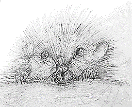 Иллюстрация к рассказу «Первая тропа», Д. Ошлакова, п. Кавалерово.